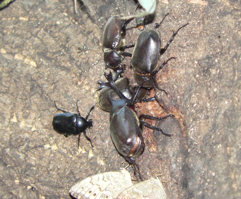 大木クヌギ上 早朝 クロカナブン来訪_200815